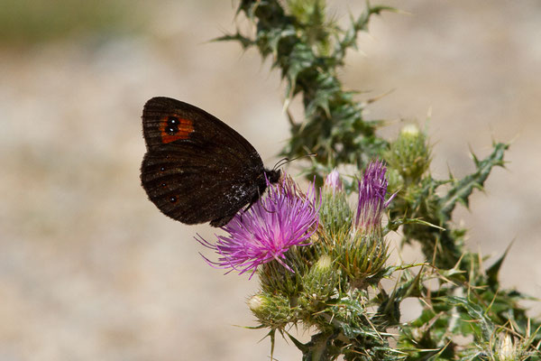 Moiré des Fétuques — Erebia meolans (Prunner, 1798), (Parc naturel du lac de Sanabria (Zamora), Espagne, le 05/07/2022)