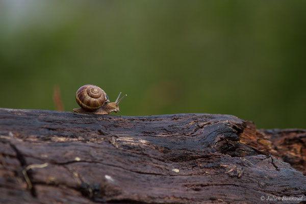 Escargot turc — Helix lucorum Linnaeus, 1758