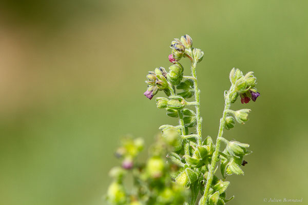 Cynoglosse officinale — Cynoglossum officinale L., 1753, (Col de Puymorens, Porté-Puymorens (66), le 11/07/2023)