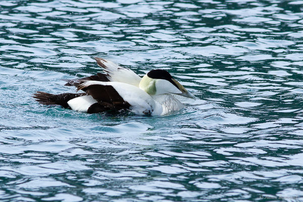 Eider à duvet — Somateria mollissima (Linnaeus, 1758), (Ciboure (64), France, le 05/04/2024)