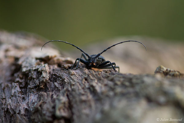 Grand Capricorne — Cerambyx cerdo Linnaeus, 1758, (Parbayse (64), France, le 30/06/2019)