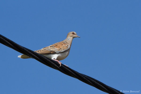 Tourterelle des bois — Streptopelia turtur (Linnaeus, 1758), (Vila do Bispo (Algarve), Portugal, le 31/08/2018)