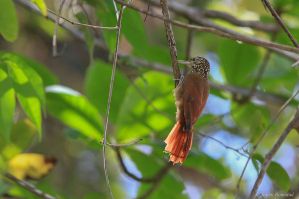 Grimpar talapiot — Dendroplex picus (Gmelin, 1788)