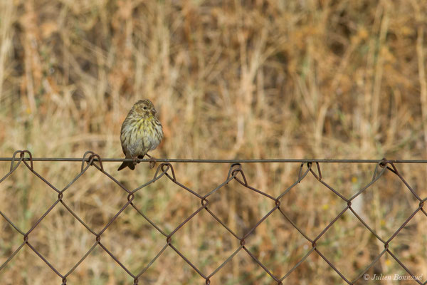 Serin cini — Serinus serinus (Linnaeus, 1766), (Salamanque (Castille-et-León), Espagne, le 07/09/2018)