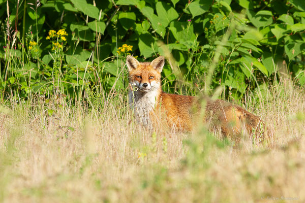 Renard roux — Vulpes vulpes (Linnaeus, 1758), (Mourenx (64), France, le 01/06/2022)