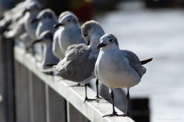 Mouette atricille — Leucophaeus atricilla (Linnaeus, 1758)