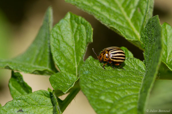 Doryphore (Leptinotarsa decemlineata) (Parbayse (64), France, le 31/05/2019)