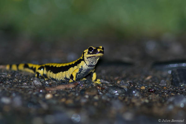 Salamandre tachetée — Salamandra salamandra terrestris (Lacepède, 1788), (adulte) (Parbayse (64), France, le 27/04/2021)
