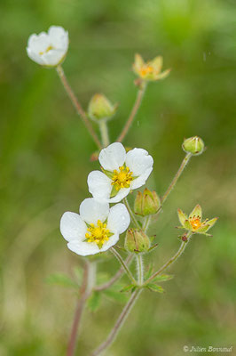 Potentille des rochers — Drymocallis rupestris (L.) Soják, 1989, (Station de ski de Gourette, Eaux Bonnes (65), France, le 15/06/2020)