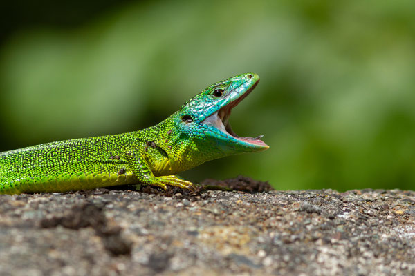 Lézard à deux raies — Lacerta bilineata Daudin, 1802, (Etsaut (64), France, le 18/05/2022)