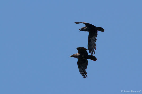 Grand Corbeau — Corvus corax Linnaeus, 1758, (Pihourc, Lieoux (31), France, le 21/05/2018)