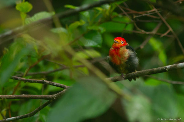 Manakin auréole — Pipra aureola (Linnaeus, 1758)