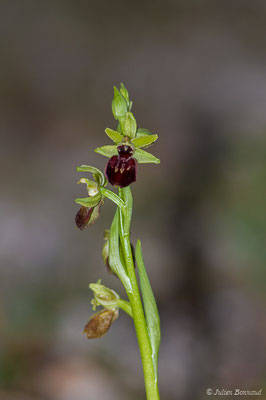 Ophrys araignée ou Oiseau-coquet — Ophrys aranifera Huds., 1778, (Aulon (31), France, le 27/03/2019)