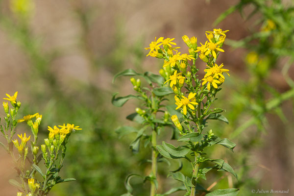 Solidage verge-d'or — Solidago virgaurea L., 1753