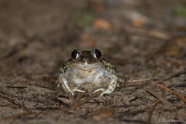 Pélobate cultripède — Pelobates cultripes (Cuvier, 1829), (Tarnos (40), France, le 01/05/2021)