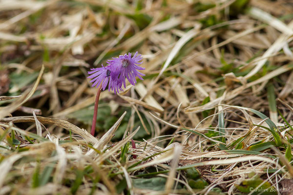 Soldanelle des Alpes – Soldanella alpina L., 1753, (Station de ski de Gourette, Eaux Bonnes (65), France, le 15/06/2020)