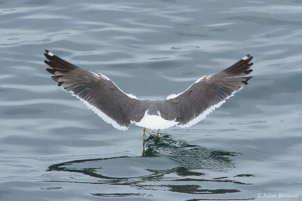 Goéland brun — Larus fuscus Linnaeus, 1758, (Baie de Quiberon, Locmariaquer (56), France, le 09/07/2021)
