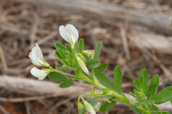 Ononis bifolia Desf.