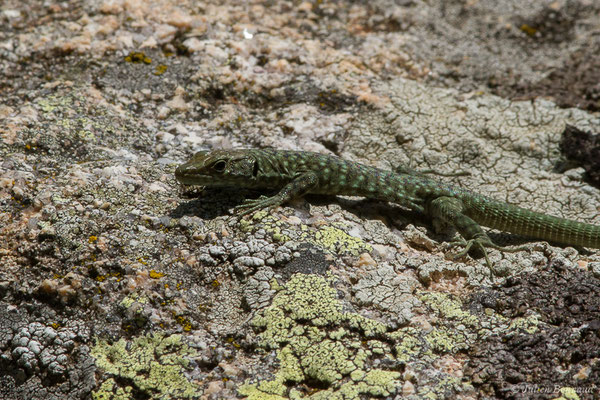 Lézard de Bedriaga — Archaeolacerta bedriagae (Camerano, 1885)