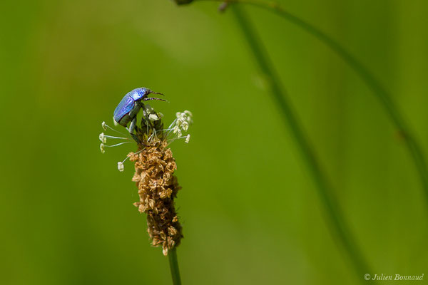 Hoplie bleue (Hoplia coerulea) (Arbus (64), France, le 26/06/2019)