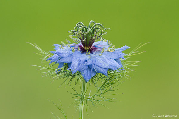 Nigelle de Damas, Herbe de Capucin — Nigella damascena L., 1753