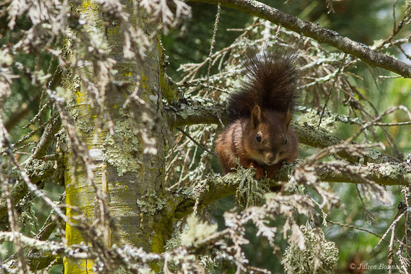 Écureuil roux — Sciurus vulgaris Linnaeus, 1758, (La Brède (33), France, le 11/06/2019)