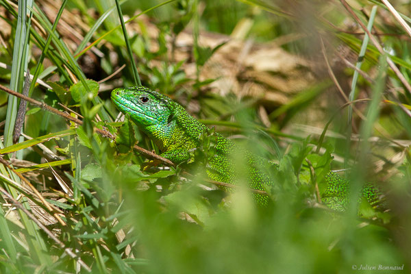 Lézard à deux raies — Lacerta bilineata Daudin, 1802, (Etsaut (64), France, le 12/04/2024)