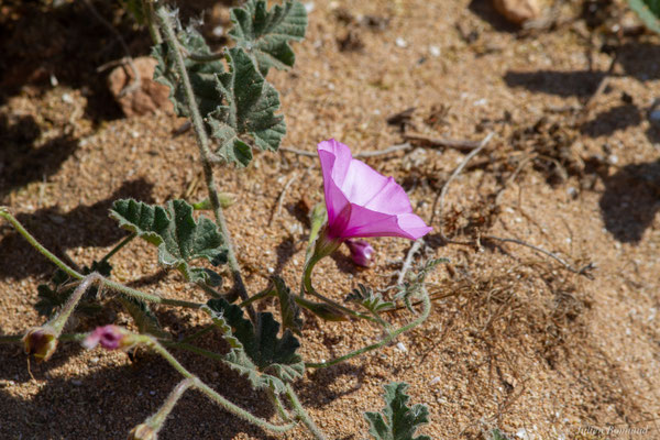 Liseron fausse guimauve — Convolvulus althaeoides L., 1753