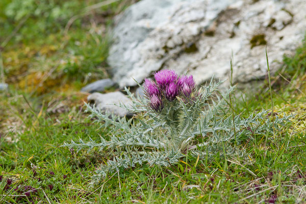 Chardon fausse-Carline — Carduus carlinoides Gouan, 1773