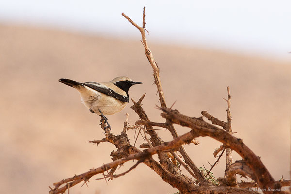 Traquet du désert — Oenanthe deserti (Temminck, 1825), (Parc national d'Iriqui (Souss-Massa-Draâ, Guelmim-Es Semara), Maroc, le 12/02/2023)