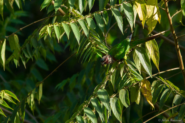 Conure versicolore — Pyrrhura picta (Statius Müller, 1776), (Concession "Elysée", Guyane, le 24/09/2016)