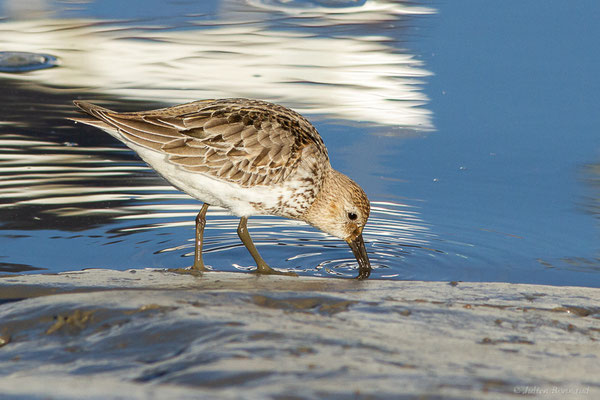 Bécasseau variable — Calidris alpina (Linnaeus, 1758), (Andernos-les-Bains (33), France, le 10/12/2022)