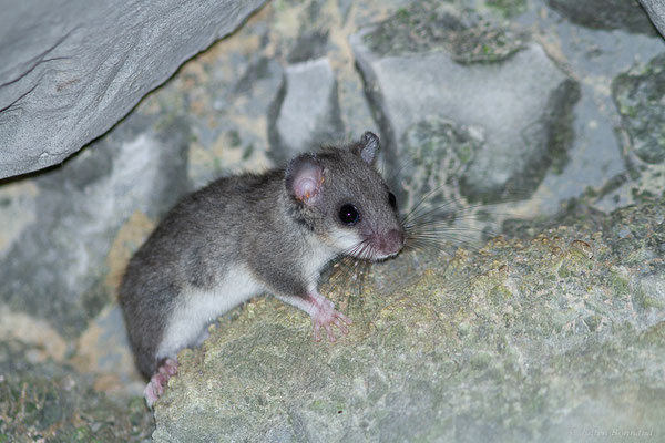 Loir gris — Glis glis (Linnaeus, 1766)
