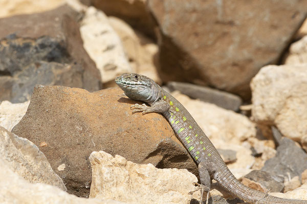 Lézard atlantique — Gallotia atlantica (Peters & Doria, 1882), (Tarajalejo, Fuerteventura, (Iles Canaries, Espagne), le 19/02/2022)