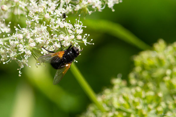 Mésembrine de midi — Mesembrina meridiana (Linnaeus, 1758), (station de ski de Gourette, Eaux-Bonnes (64), France, le 15-08-2022)