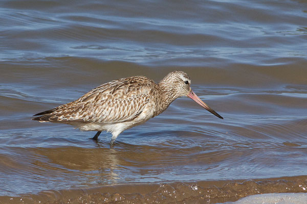 Barge rousse — Limosa lapponica (Linnaeus, 1758), (Parc national de Khenifiss (Laâyoune-Sakia El Hamra), le 06/02/2024)