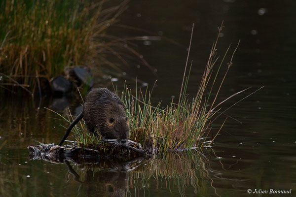 Ragondin — Myocastor coypus (Molina, 1782), (réserve ornithologique du Teich (33), France, le 23/01/2018)