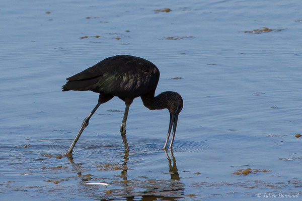 Ibis falcinelle — Plegadis falcinellus (Linnaeus, 1766), (Marais de l'Odiel, Palos de la Frontera (Andalousie), le 07/08/2020)