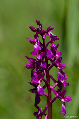 Orchis bouffon — Anacamptis morio (L.) R.M.Bateman, Pridgeon & M.W.Chase, 1997