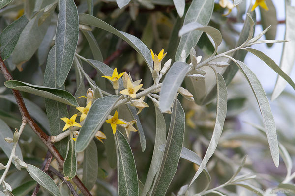 Chalef à feuilles étroites, Olivier de Bohème — Elaeagnus angustifolia L., 1753, (Mireval (34), France, le 03/05/2025)