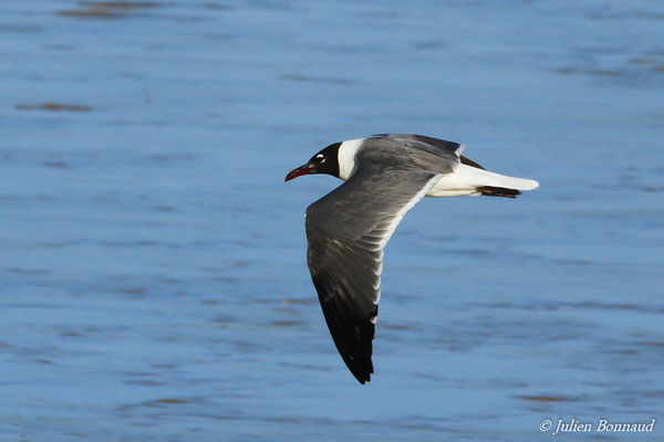 Mouette atricille — Leucophaeus atricilla (Linnaeus, 1758), (Plage des brésiliens, Remire-Montjoly,  Guyane, le 09/07/2016)