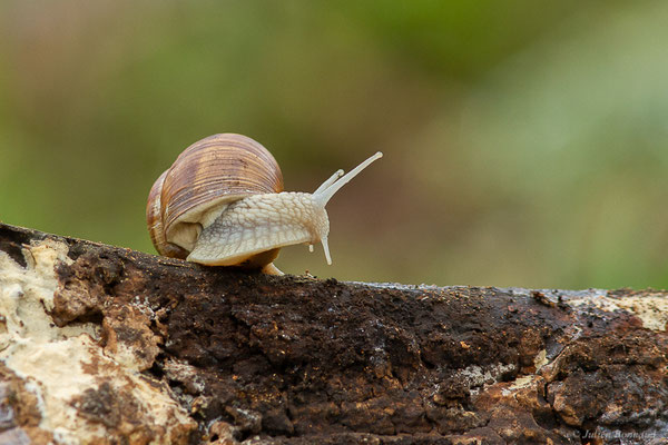 Escargot de Bourgogne — Helix pomatia Linnaeus, 1758
