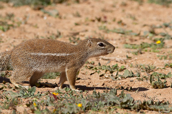 Écureuil fouisseur ou Rat palmiste — Xerus erythropus E. Geoffroy Saint-Hilaire, 1803, (Laazib (Guelmim-Oued Noun), Maroc, le 30/01/2023)