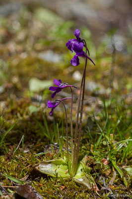 Grassette à grandes fleurs — Pinguicula grandiflora Lam., 1789, (Sers (65), France, le 07/06/2019)