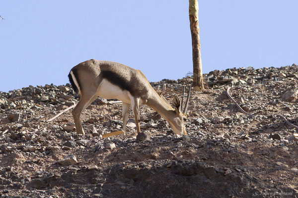 Gazelle de Cuvier – Gazella cuvieri (Ogilby, 1841), (Oasis Park, Fuerteventura, (Iles Canaries, Espagne), le 16/02/2022)