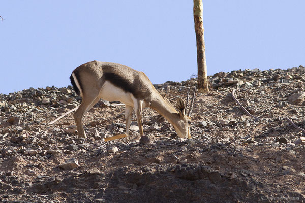Gazelle de Cuvier — Gazella cuvieri (Ogilby, 1841), (Oasis Park, Fuerteventura, (Iles Canaries, Espagne), le 16/02/2022)
