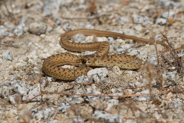 Couleuvre de Montpellier – Malpolon monspessulanus (Hermann, 1804), (juvénile) (Nossa Senhora da Tourega (Évora), (Algarve), Portugal, le 05/09/2018)