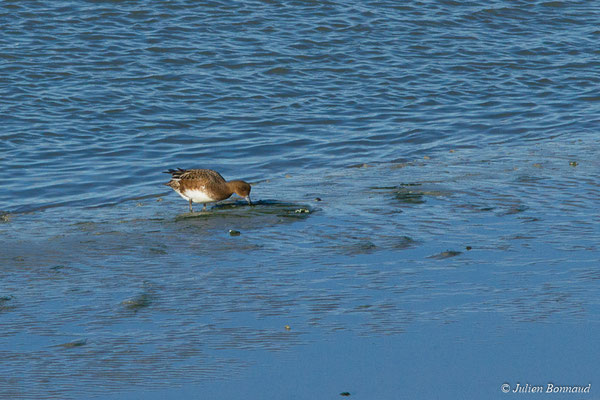 Canard siffleur — Anas penelope (Linnaeus, 1758), (Baie de Saint-Brieuc, Hillion (22), France, le 24/11/2017)