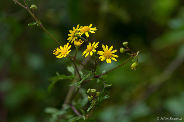 Séneçon à feuilles de Barbarée — Jacobaea erratica (Bertol.) Fourr., 1868