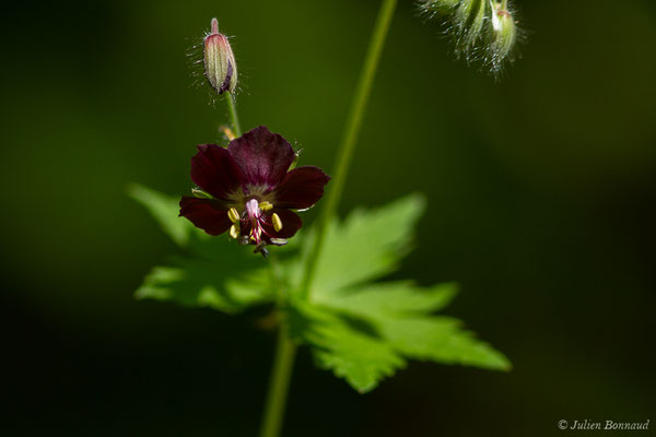 Géranium brun — Geranium phaeum L., 1753, (Accous (64), France, le 06/05/2019)